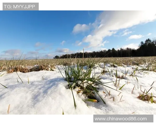 佛罗伦萨发生罕见冰雹天气，市民积极应对自然灾害